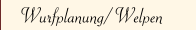 Wurfplanung/ Welpen