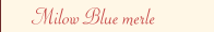 Milow Blue merle 
